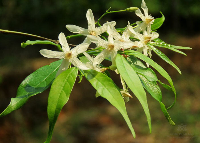 USES OF DANTHAPALA OIL
